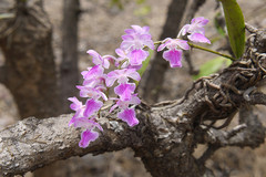 Aerides maculosum